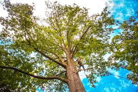 How Our Tree Care Process Works  in  South Lebanon, OH